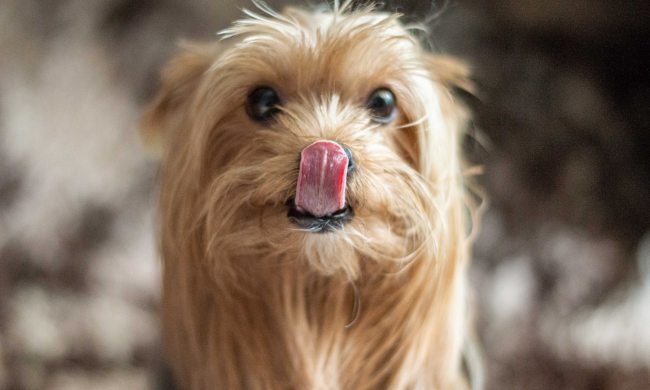 A Yorkshire terrier licks their lips and looks into the camera