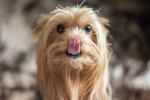 A Yorkshire terrier licks their lips and looks into the camera