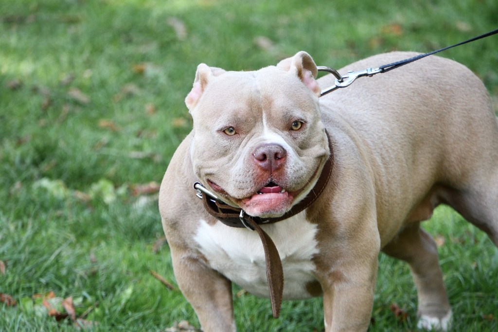 An American Staffordshire terrier stands on the grass