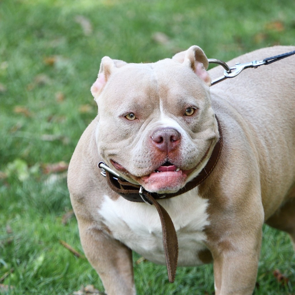 An American Staffordshire terrier stands on the grass