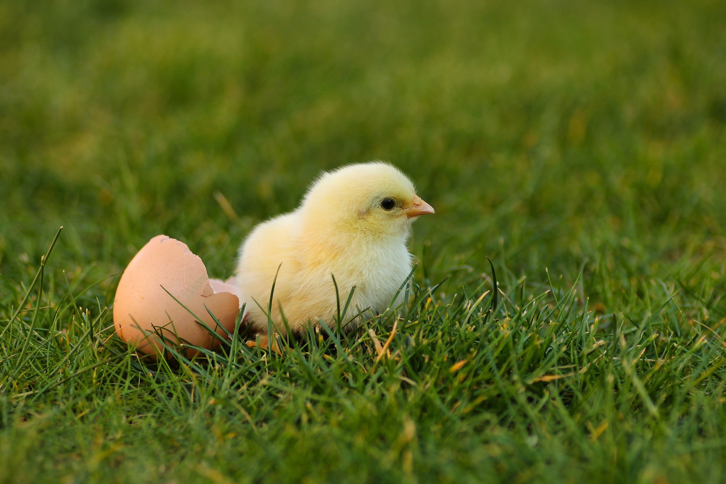 A baby chick sits in the grass next to a broken egg