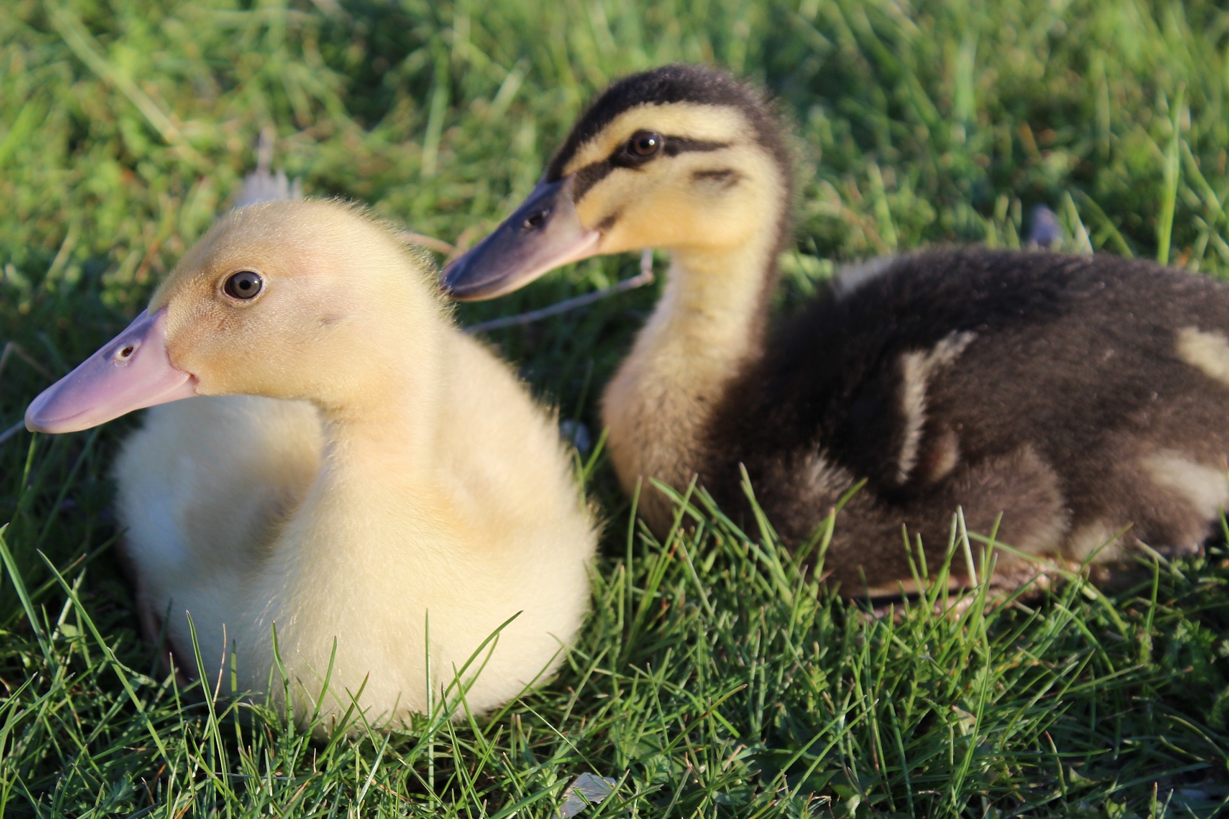 Two baby ducks sit in the grass