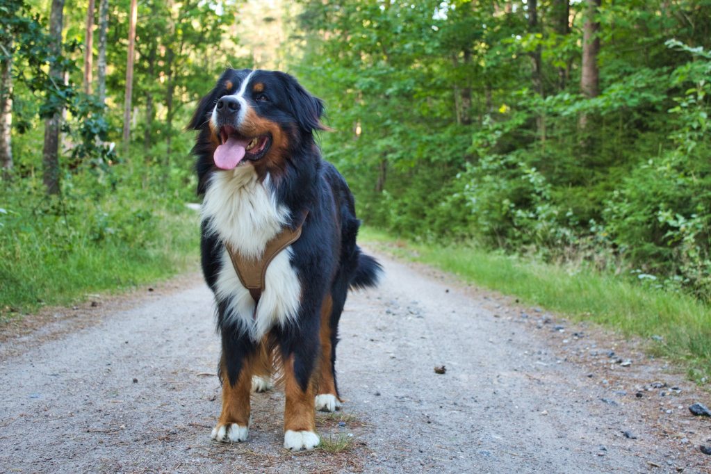 A Bernese mountain dog stands in the middle of a wooded trail