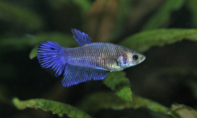 A blue female betta in a tank