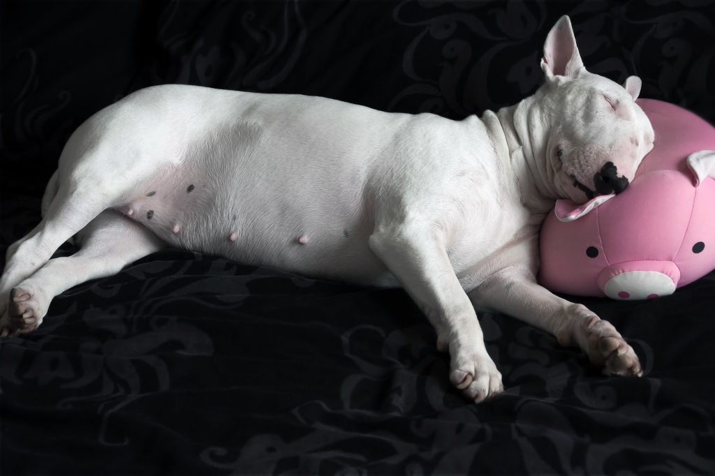 A bull terrier sleeps on their side with their head on a pig pillow