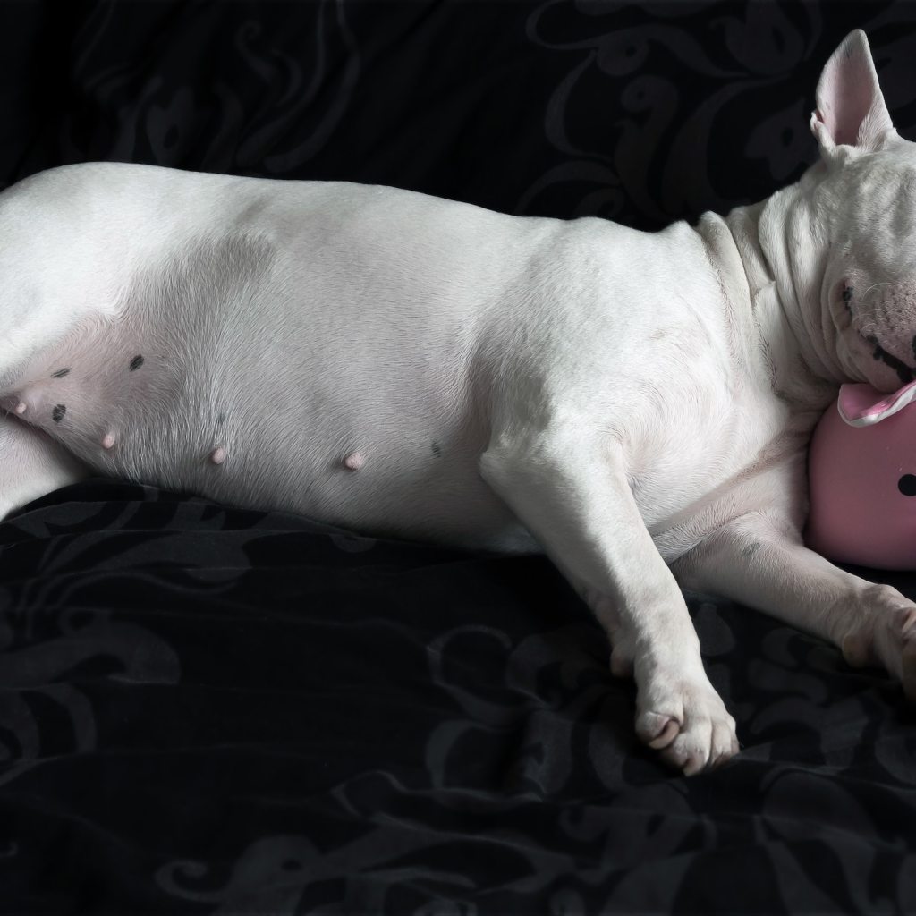 A bull terrier sleeps on their side with their head on a pig pillow