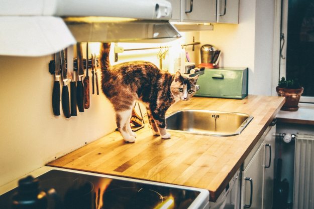Cat walks on the counter in a kitchen