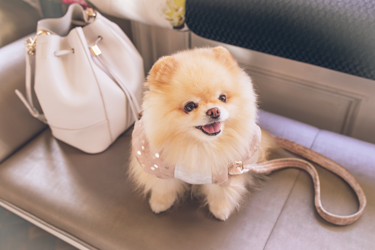 Cute Pomeranian sitting on a couch with a purse