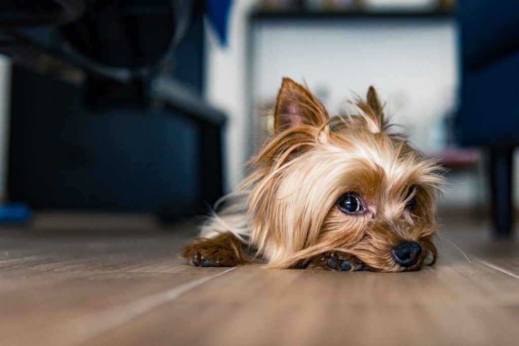 A cute yorkie on the floor