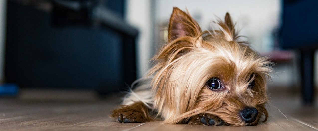 A cute Yorkie on the floor