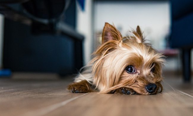 A cute Yorkie on the floor
