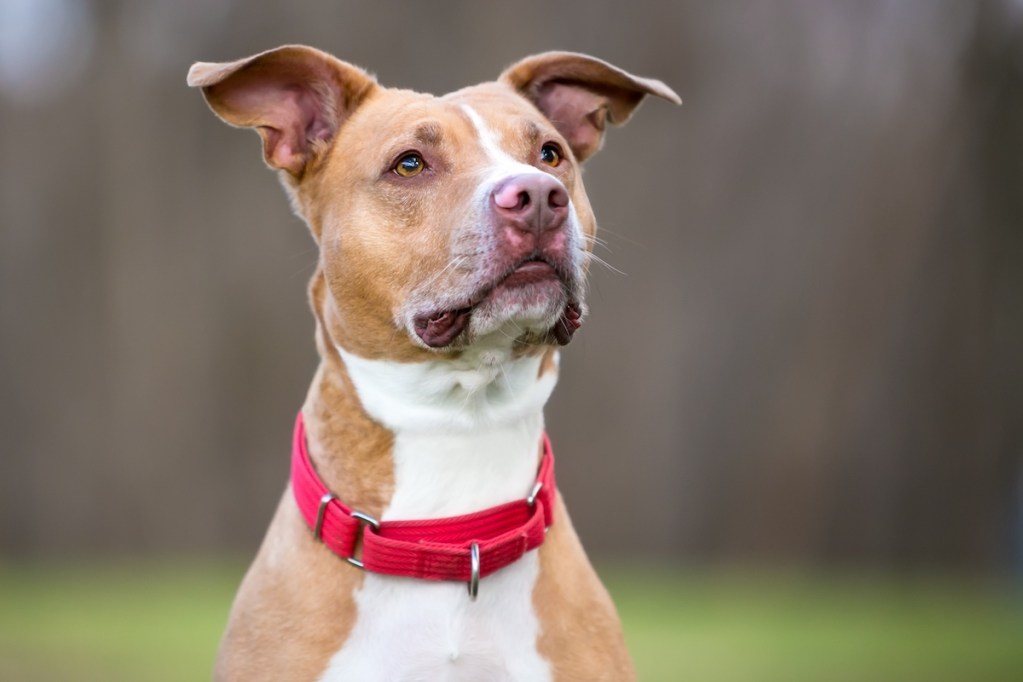 Dog wearing red martingale collar
