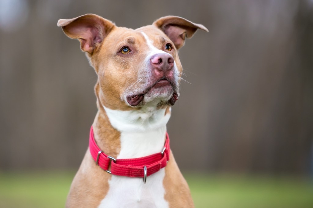 Dog wearing red martingale collar
