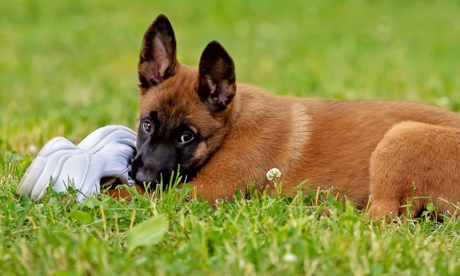 funny dog video stealing shoe with