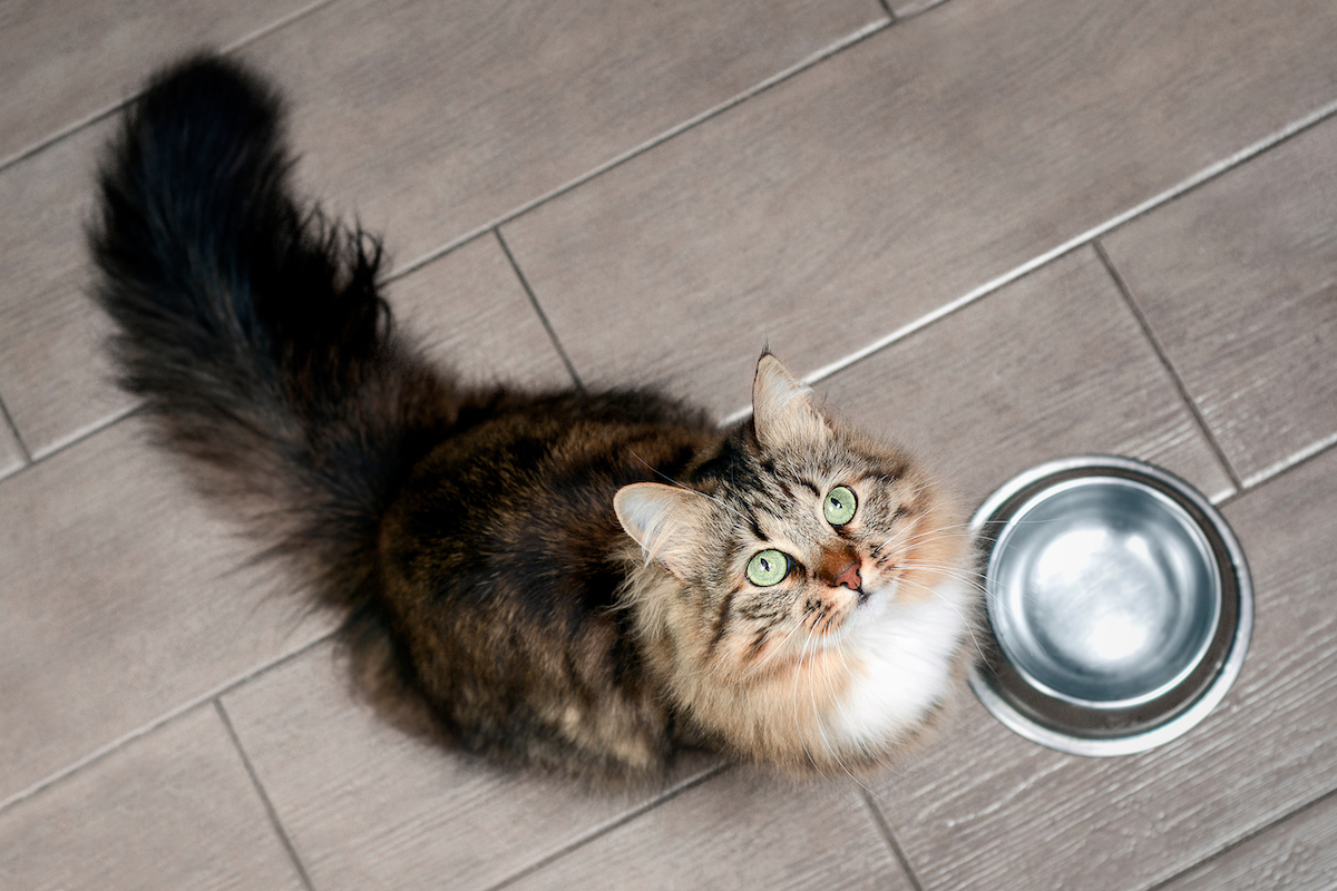 Watch This Cute Cat Demand Her Food With a Paw Tap PawTracks