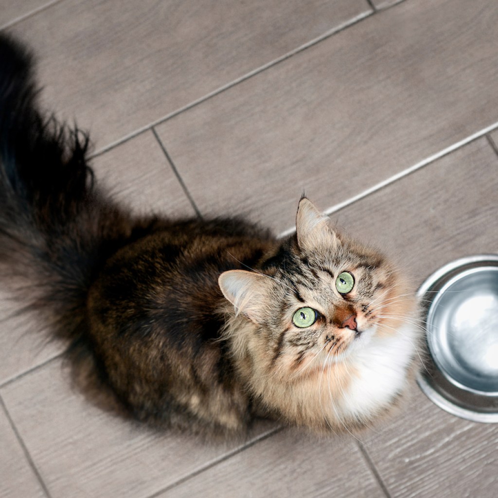 Fluffy cat looks up at her human begging for food
