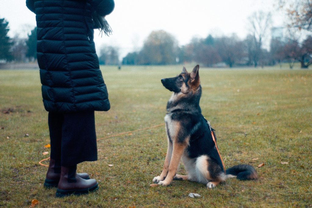 A German shepherd's side profile as they sit in the grass in front of their owner in a long coat