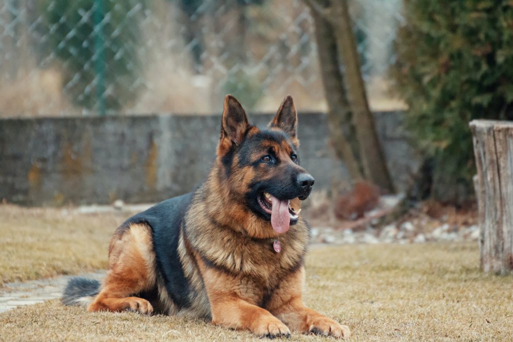 A German shepherd dog lies on the ground with their tongue out happily