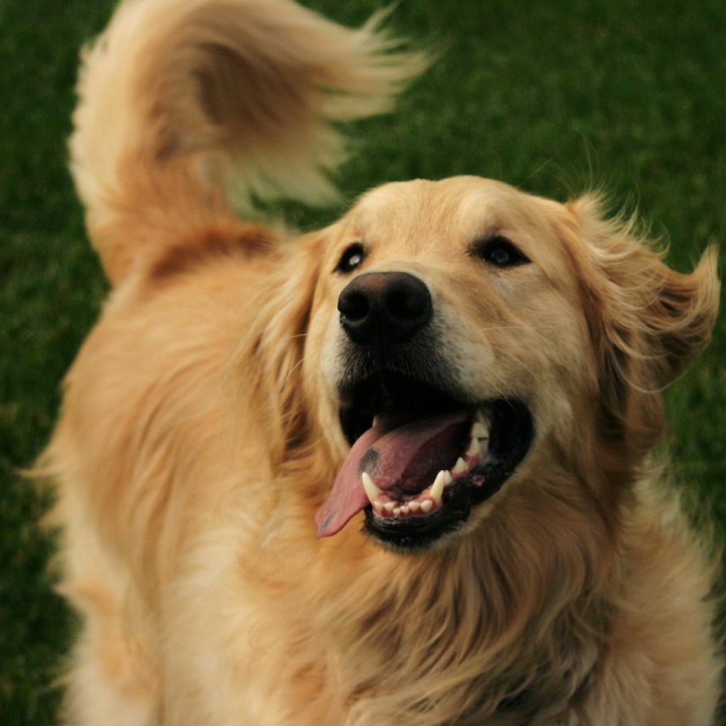 Happy golden retriever outside on the lawn wagging his tail