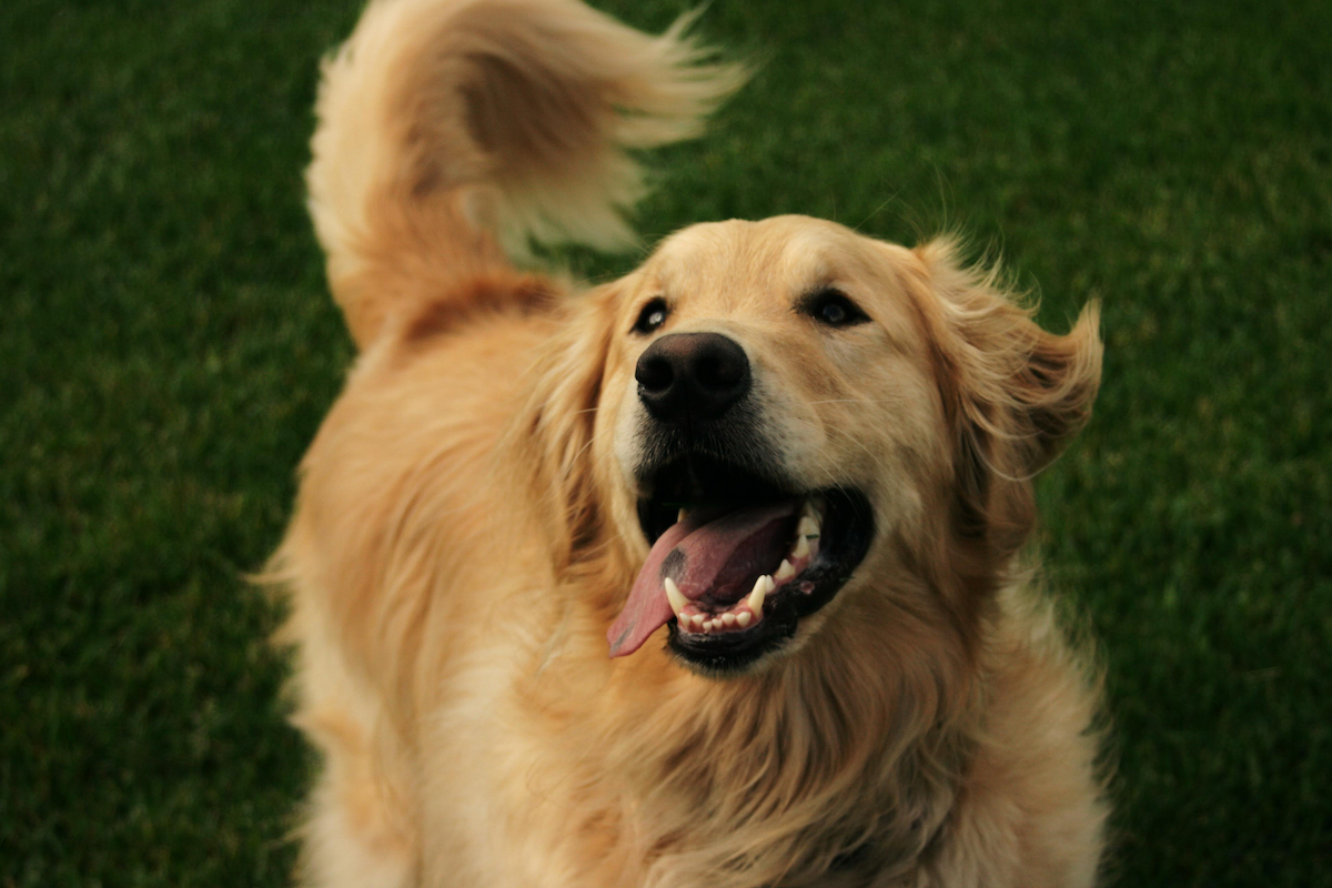 Happy golden retriever outside on the lawn wagging his tail