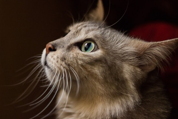 A gray cat's close-up side profile in front of a dark background