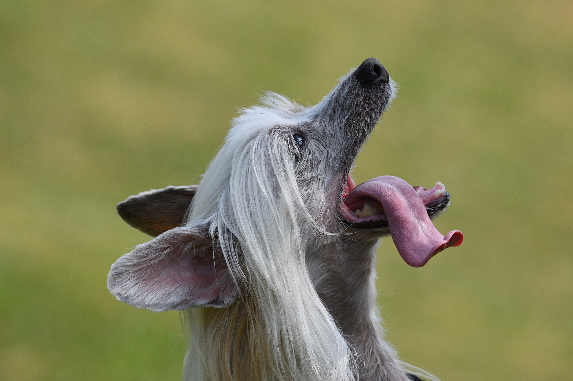 A gray Chinese crested dog looks up while their tongue hangs out to the side
