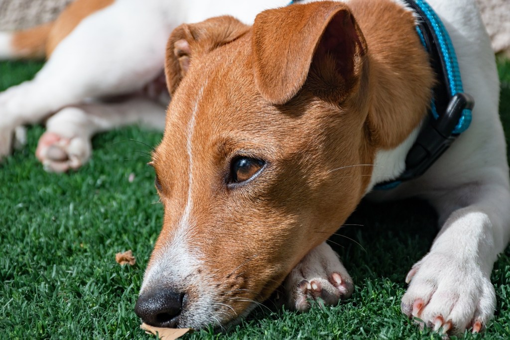 A Jack Russell terrier lying in the grass