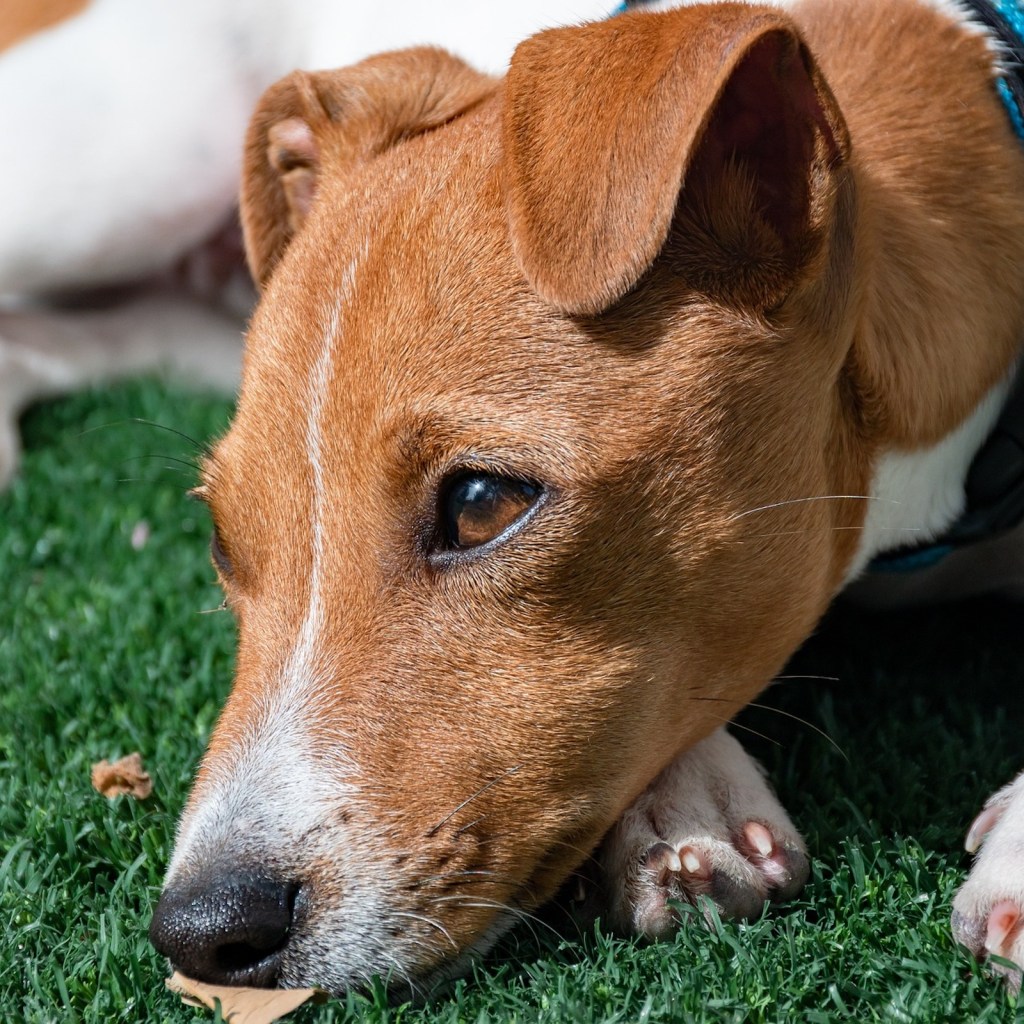 A Jack Russell terrier lying in the grass