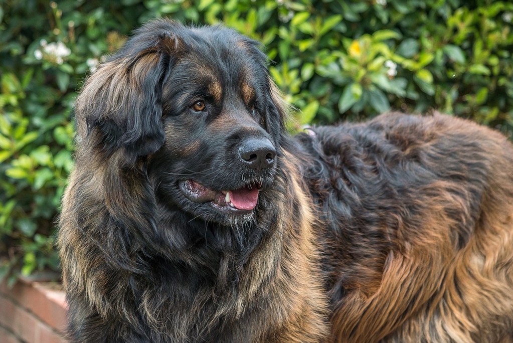 A Leonberger dog stands outside and looks behind him.