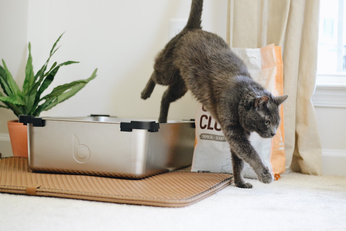 Cat jumping out of a litter box