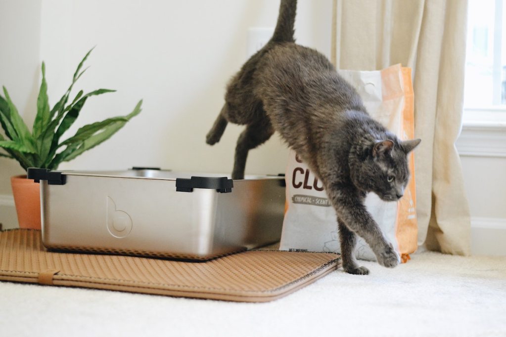 Cat jumping out of a litter box