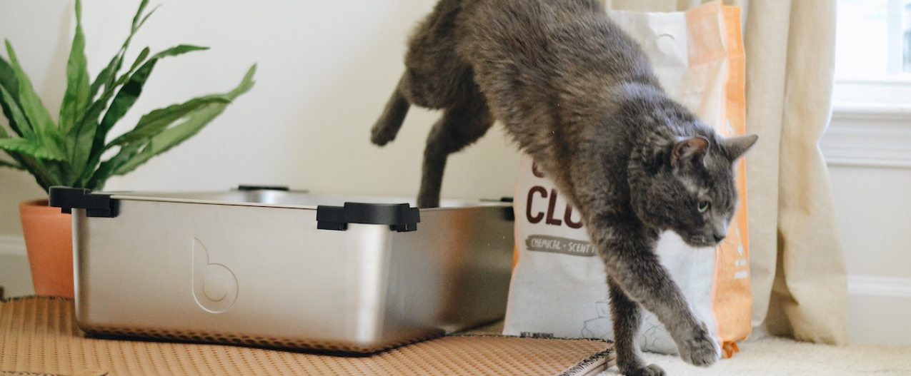 Cat jumping out of a litter box