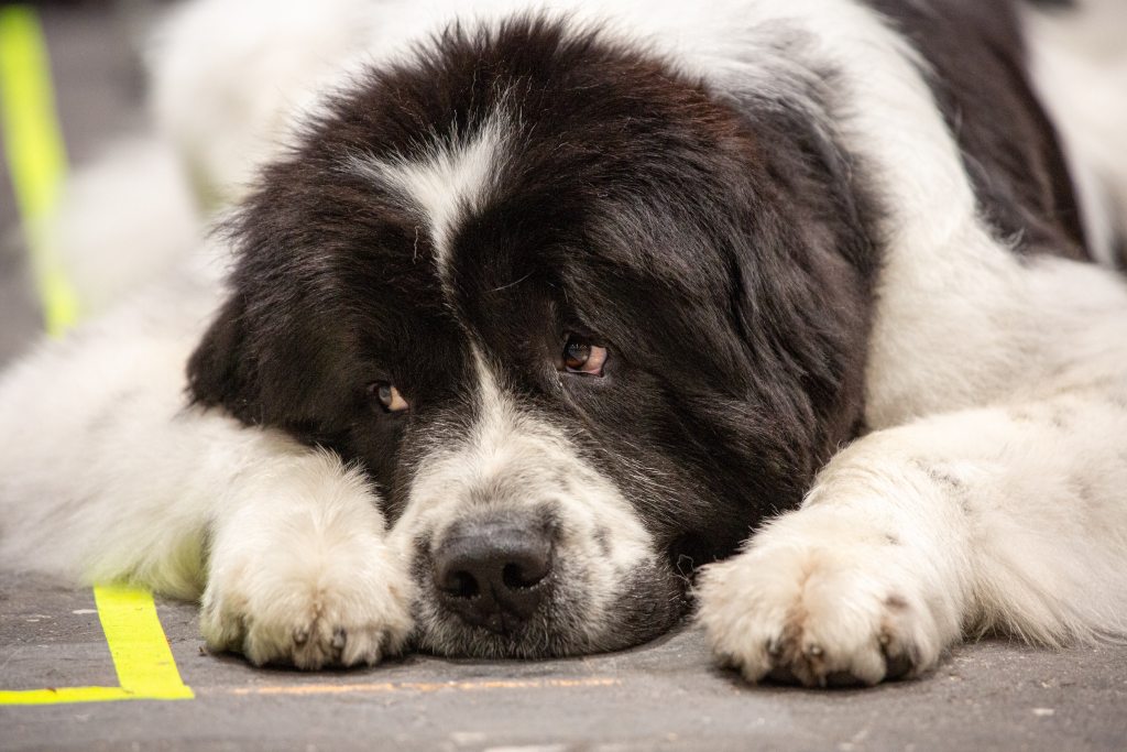 Newfoundland dog lying down