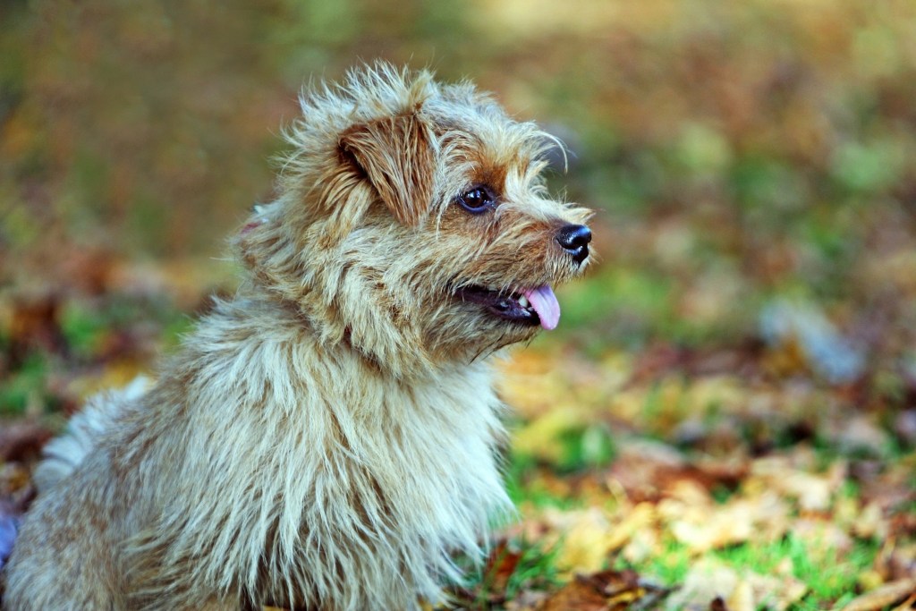 A Norfolk terrier sits outside, looking to the side