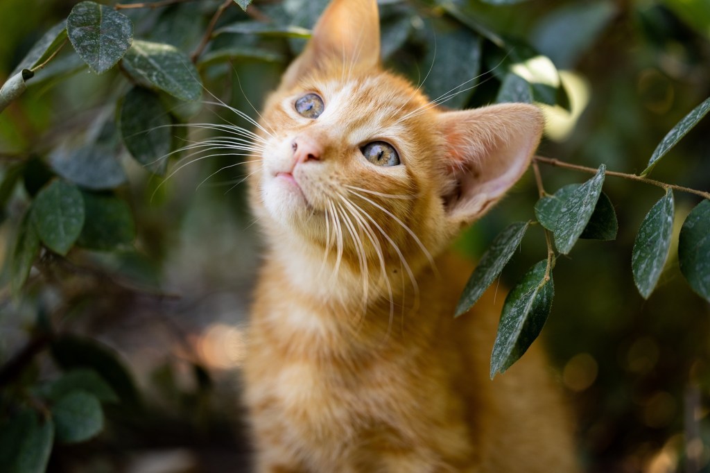 An orange tabby kitten sits in a bush and looks up