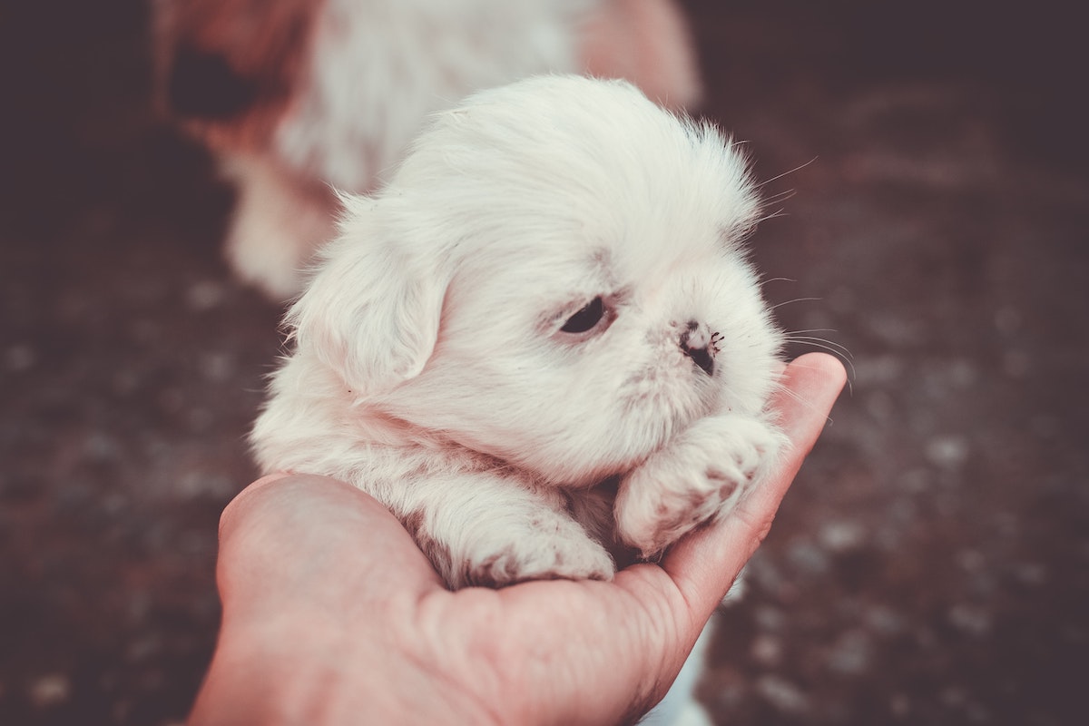 Holding a Shih Tzu puppy