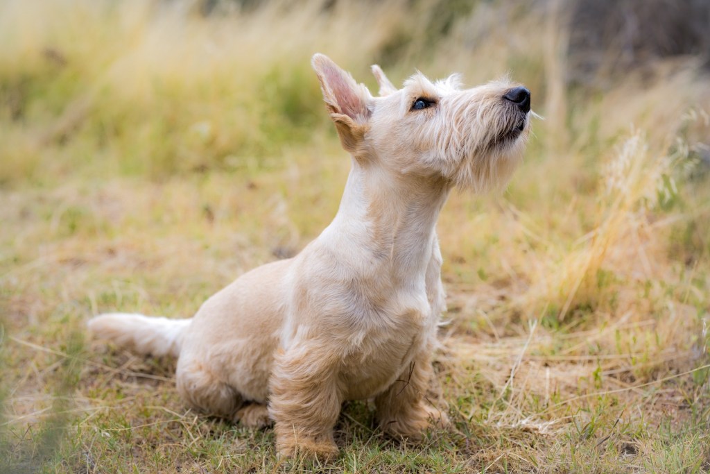 A Scottish terrier sits on the ground and looks up