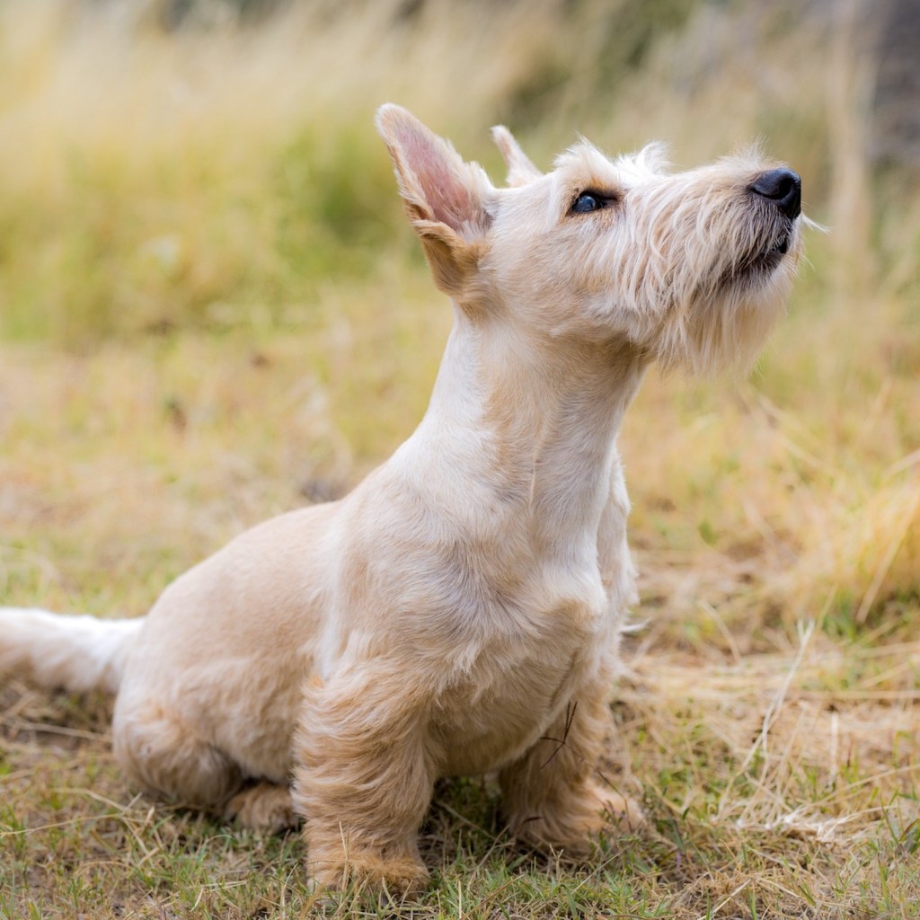 A Scottish terrier sits on the ground and looks up