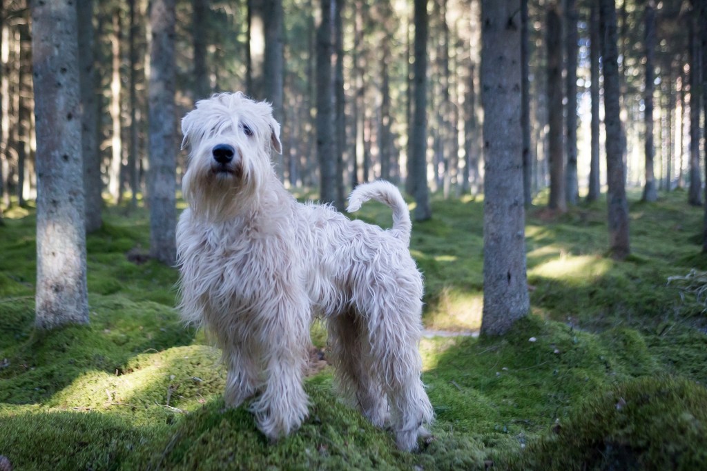 A soft-coated wheaten terrier stands in a wooded area