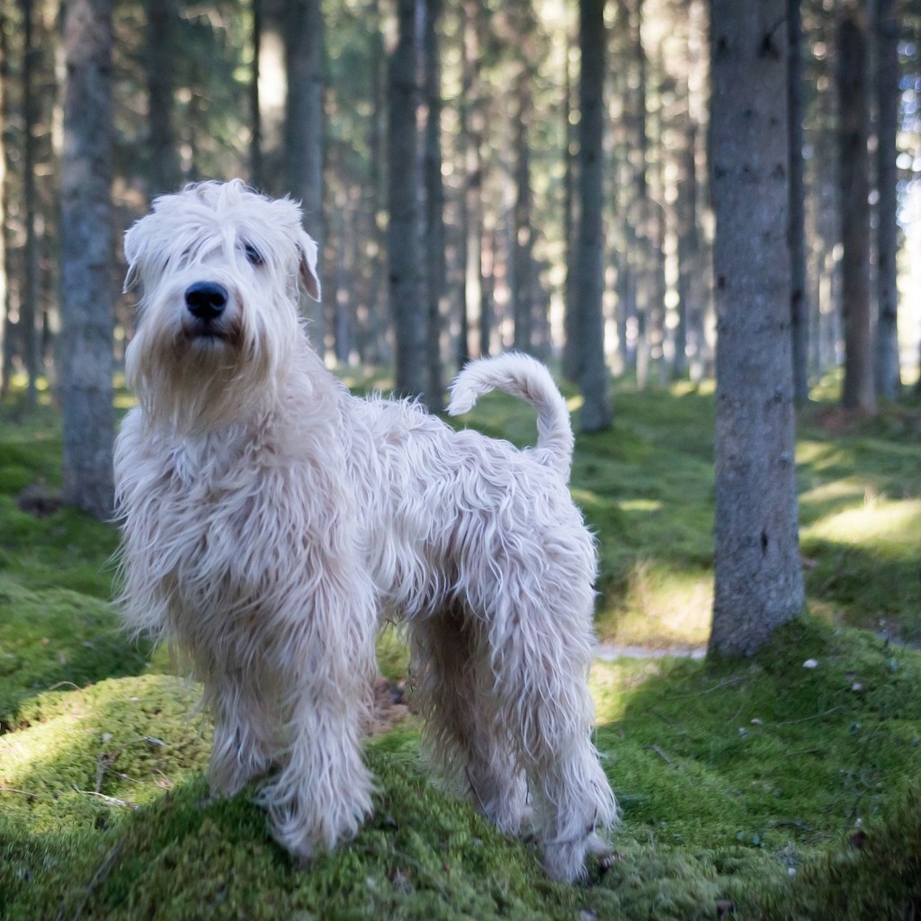 A soft-coated wheaten terrier stands in a wooded area