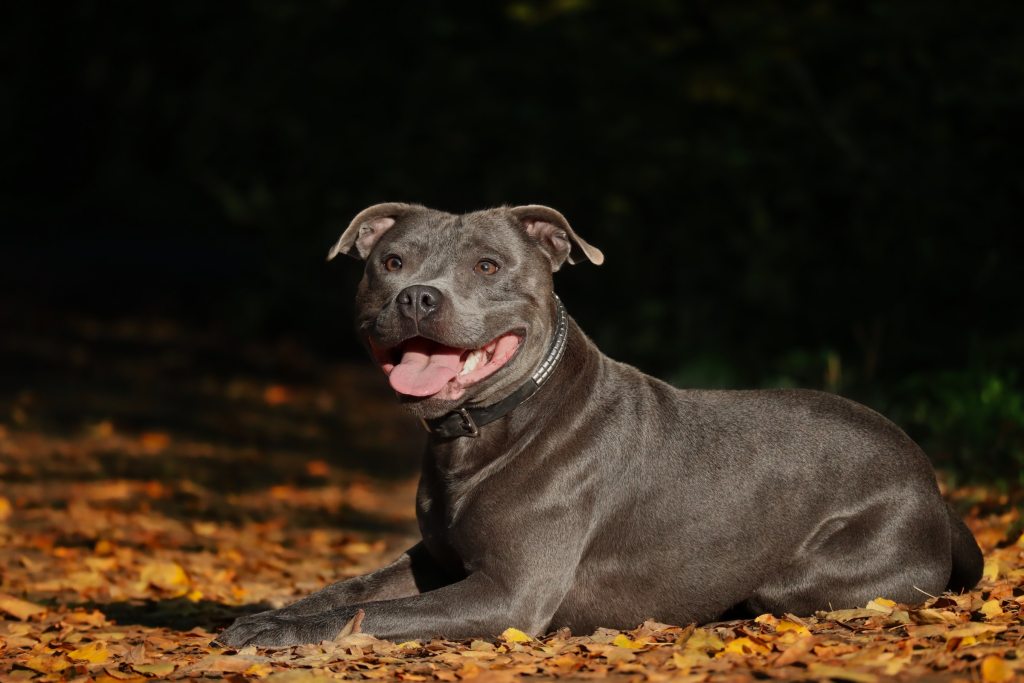 A Staffordshire bull terrier lies on a pile of leaves, smiling