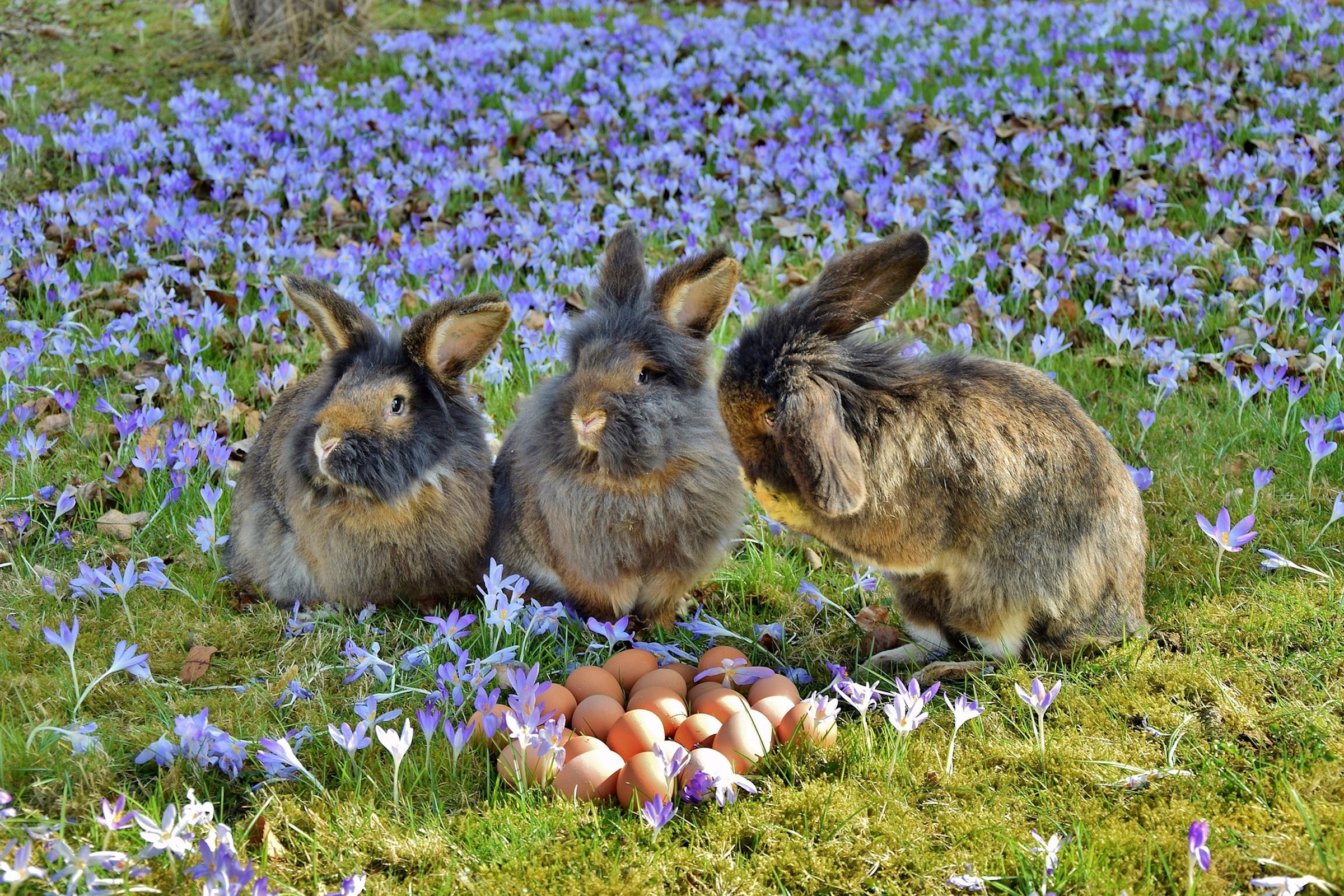 Three rabbits sit in a field of blue flowers around a pile of brown eggs