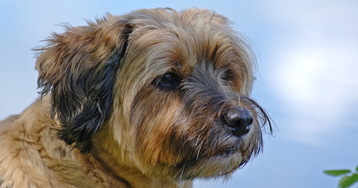 The Tibetan Terrier Isn't Actually a Terrier Here's Why PawTracks