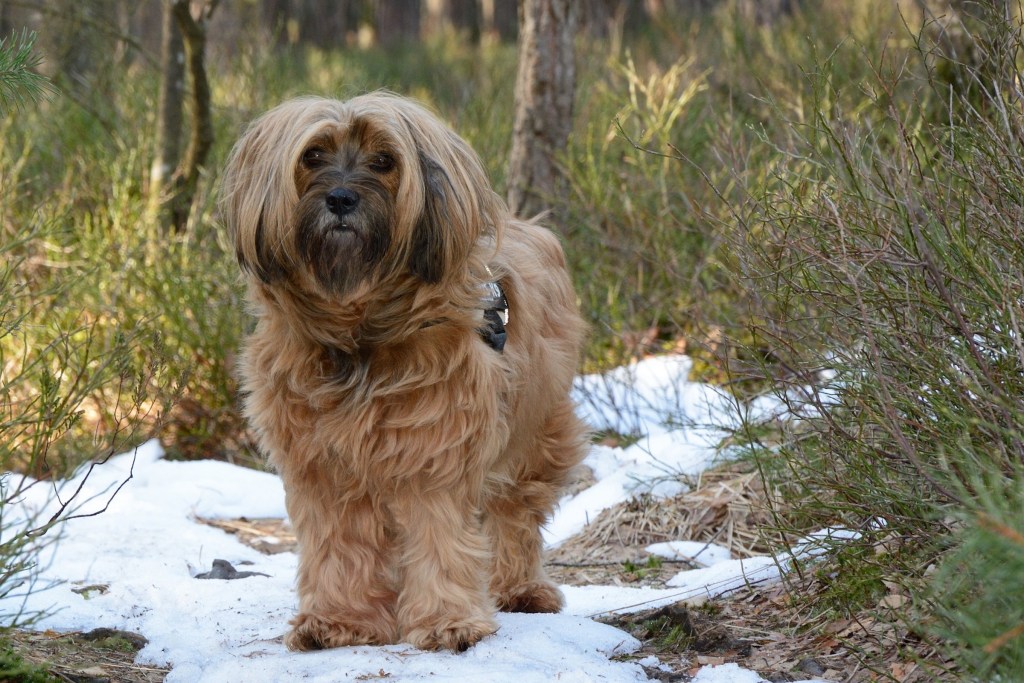 A brown Tibetan terrier stands outside on patches of snow