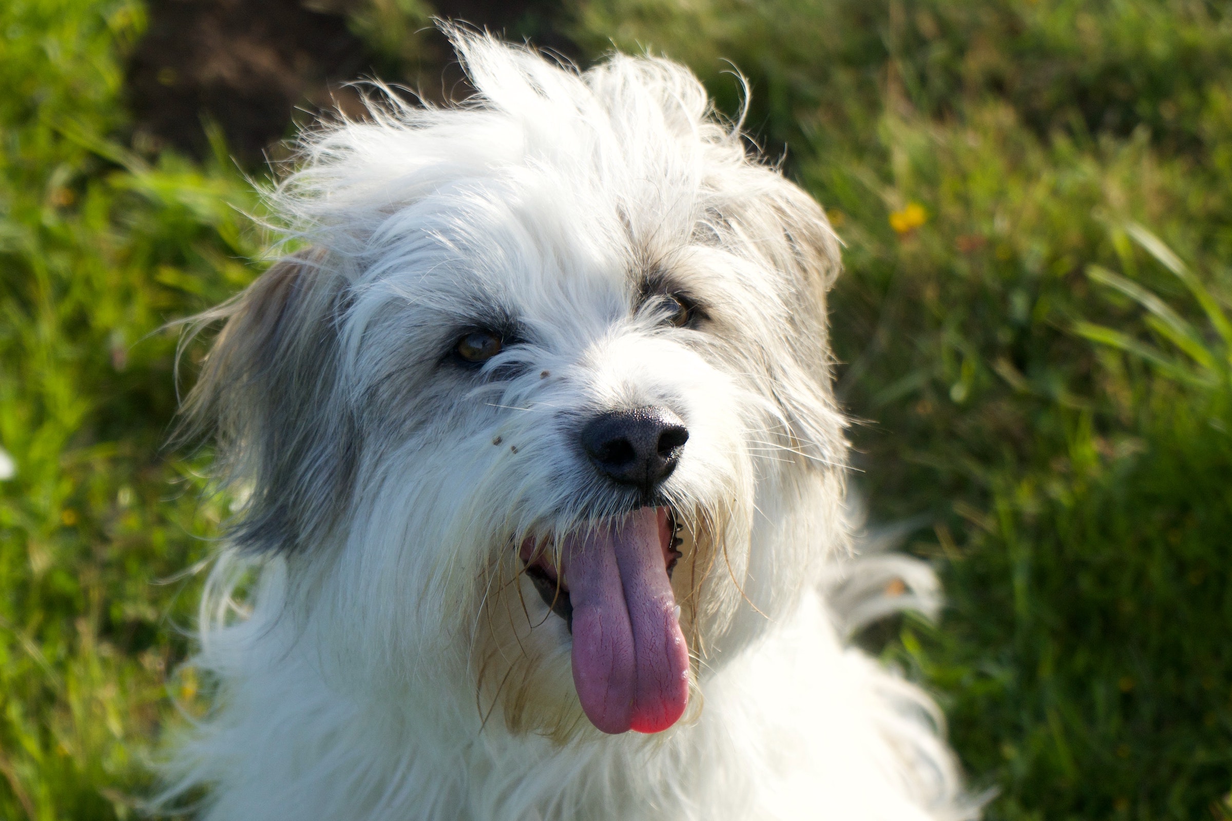Tibetan Terrier Pants