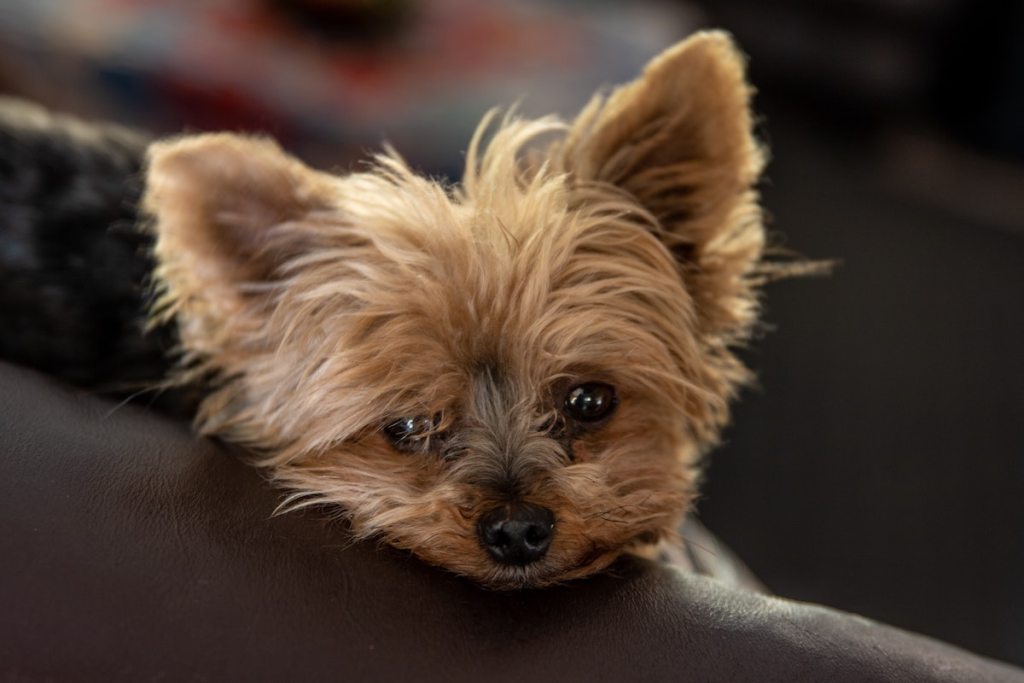 Yorkie dog with their head on an armrest