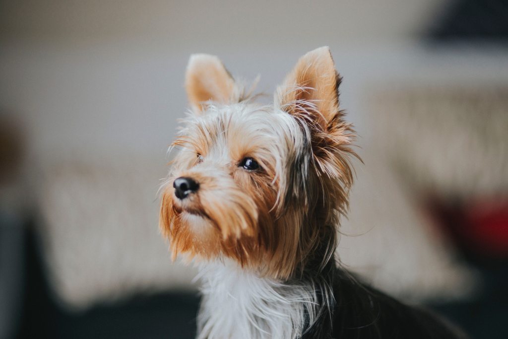 A Yorkshire terrier looks to the side