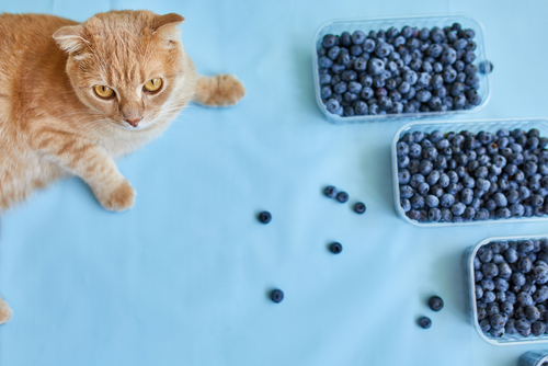 Cat with blueberries