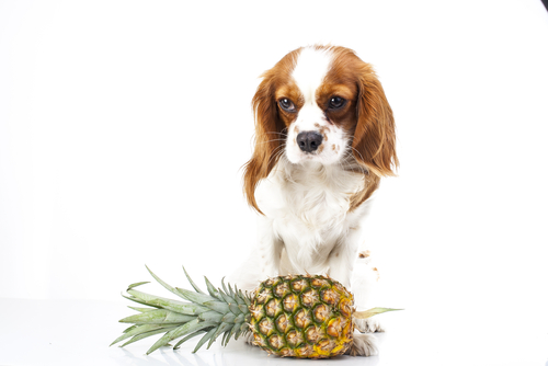 View of Fruits Your Dog Can and Can't Eat, According to Vets | PawTracks