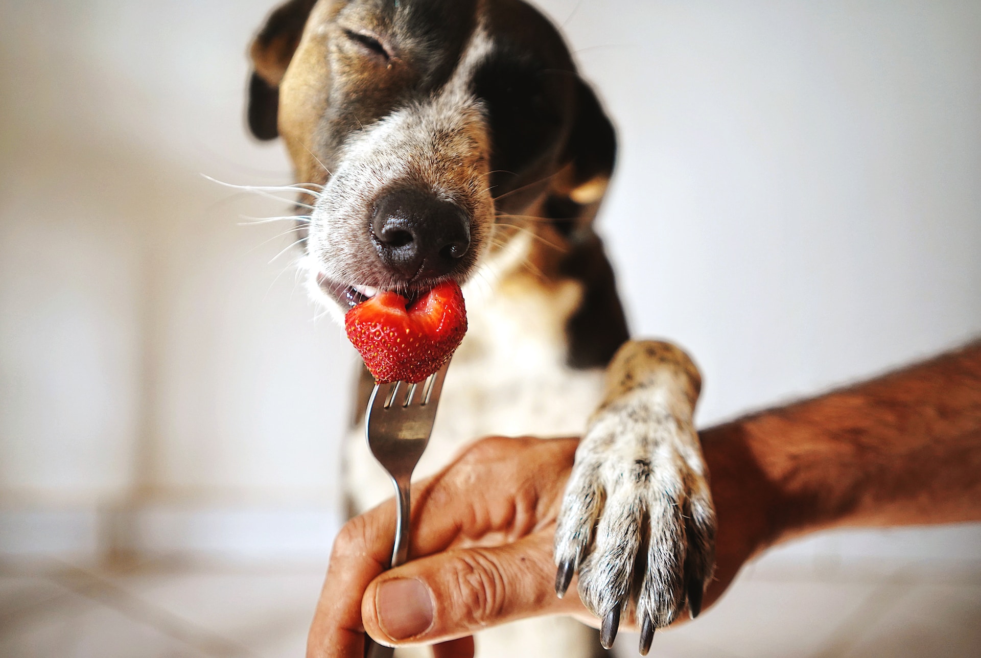 A brown and white dog eats a strawberry off a fork